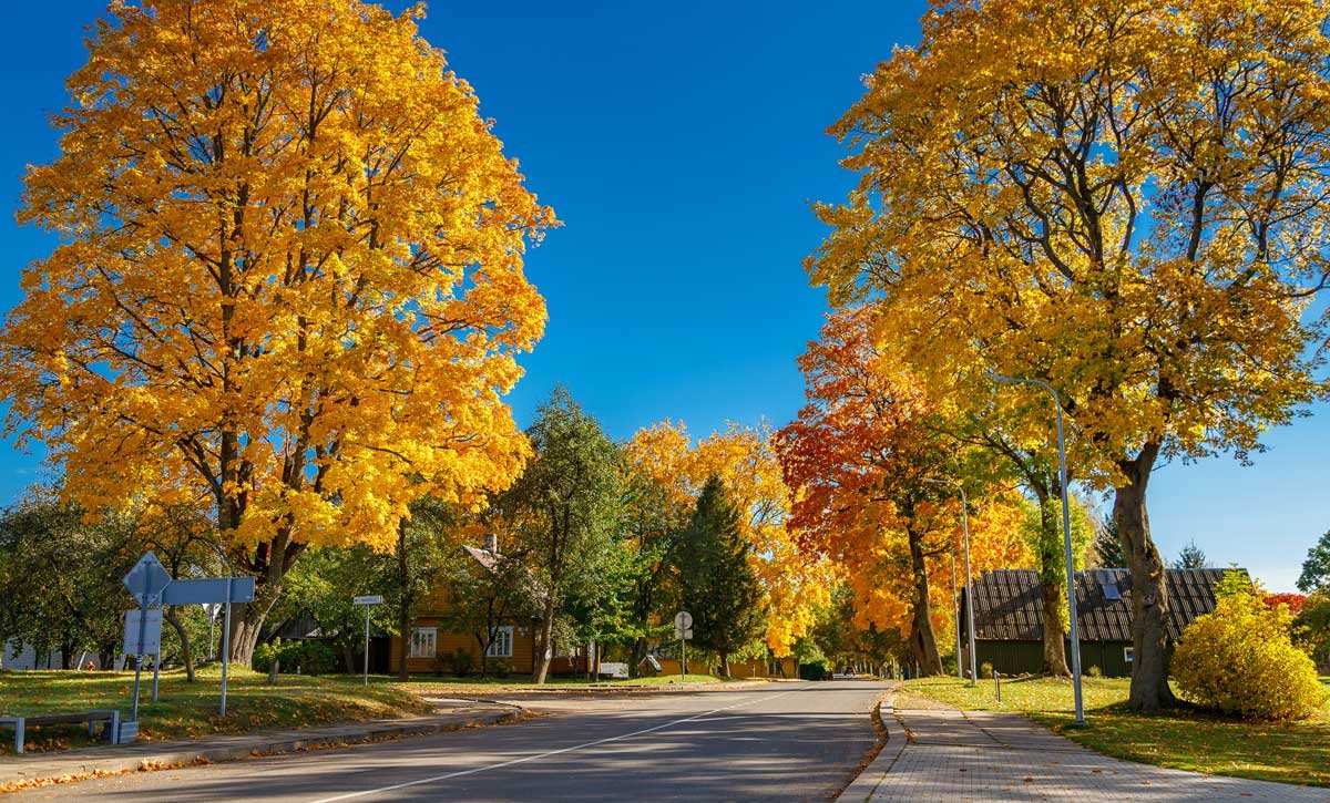 Neighborhood street with large trees in fall