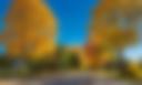 Neighborhood street with large trees in fall